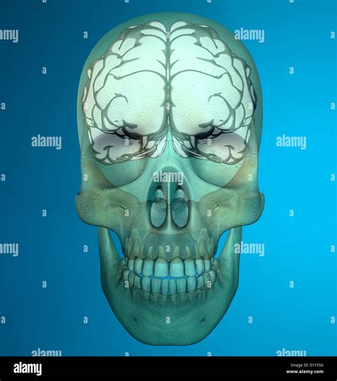X Ray Image Of Human Skull Isolated On Blue Background Stock Photo Alamy