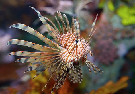 Colorful Pectoral Fins Of Pterois Volitans Or Red Lionfish With