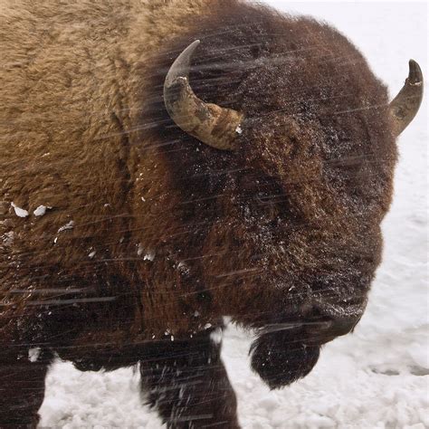 Buffalo In Snow Storm Ed Thomes Photography