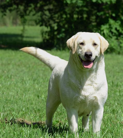 Available Adults Avery Labradors