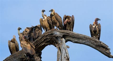 49 Vultures Poisoned Near Kruger National Park Africa Geographic