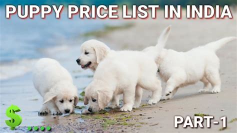 You can identify a dalmatian's purity by checking the number of spots on their fur. 3000 Rupee Pomeranian Puppy Price In India 2020