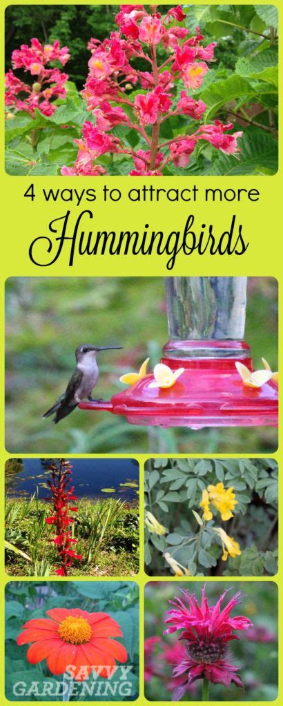 Attracting Hummingbirds To The Garden How To Attract Hummingbirds