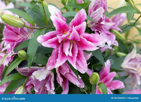 Beautiful Pink Lily Flower In The Flower Garden Stock Image Image Of