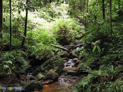 Top 10 Biggest And Popular Rainforests In The World Palizebast