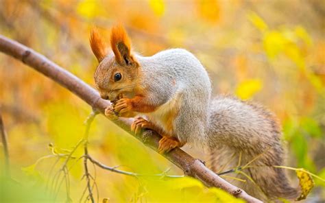 Squirrel Desktop Wallpapers Top Free Squirrel Desktop Backgrounds