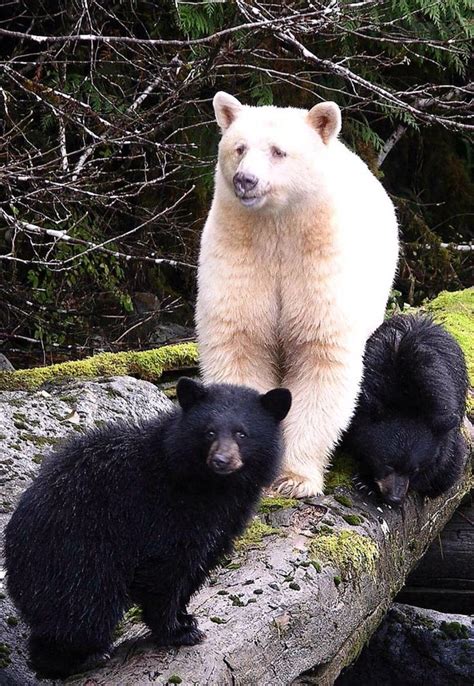 The Spirit Bear Aka Kermode Bear Aka Ghost Bear Ghost Bear Spirit