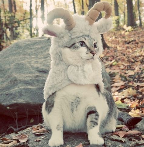 Whether it's a dog costume or cat costume you are looking to put on your furry friend we've got the best selection around. 25 Adorable Pet Costumes - Kids Kubby