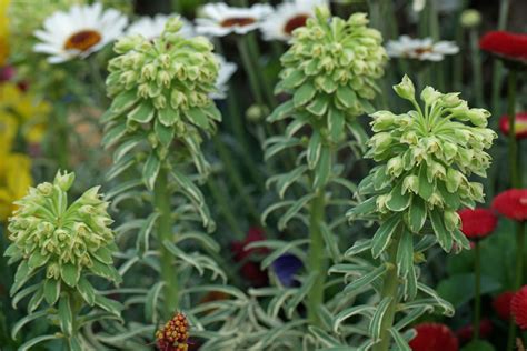 Click here to find out more. Euphorbia characias "Silver Swan"