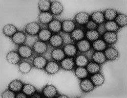 Before the development of a vaccine, most children had been infected with the virus at least once by age 5. Pinkbook: Rotavirus | CDC