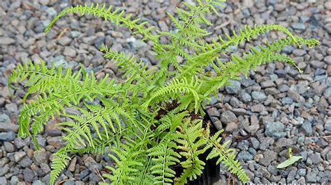 Athyrium Filix Femina Victoriae Oceanside Garden