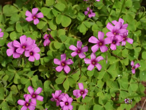 Shop the online burpee© selection today. How to Grow and Care for Oxalis | World of Flowering Plants
