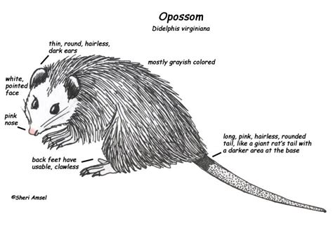 Body Structure And Organ Systems Opossums Leo S Project 11110 Hot Sex Picture