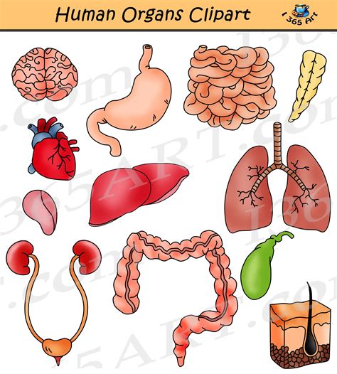 Human Organs Clipart Body Functions And Systems Graphics Human Body