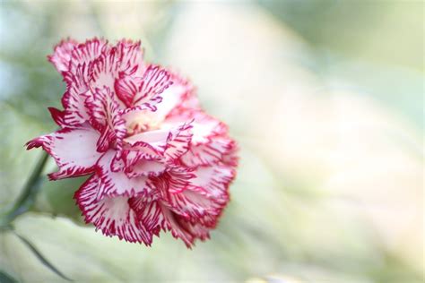 免费照片 康乃馨 花 粉红色 香石竹 自然 开花 花的 夏天 Pixabay上的免费图片 407380