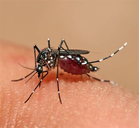 Chikungunya Fever Cases Appear In Italy Article The United States Army