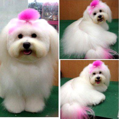 They are bright and vibrant and also have a large range of darker colours to suit all tastes. -Repinned- Pet Hair Dye. "Highlights". | Dog dye, Dog ...