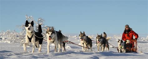 Home Hetta Huskies Dog Sledding Finland Mushing Finland Husky