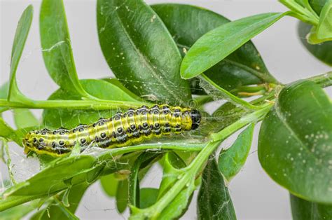 Caterpillar De La Polilla Del árbol De La Caja Foto de archivo Imagen de criatura invasor