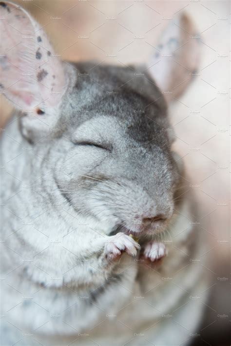 Cute domestic chinchilla eating seeds with appetite ~ Animal Photos 