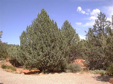 Types Of Juniper Trees In Arizona Cristine Dangelo