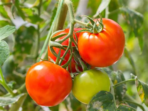 What are the other differences? Is a Tomato a Fruit or a Vegetable? | Britannica.com