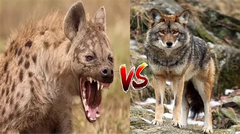 Wolf Hyena Brain Size Comparison Sticker Picture