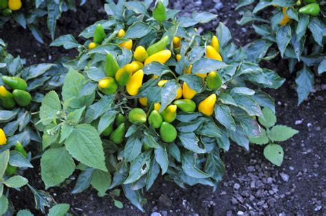 Maybe you would like to learn more about one of these? Yellow Peppers | Nice little yellow peppers growing ...