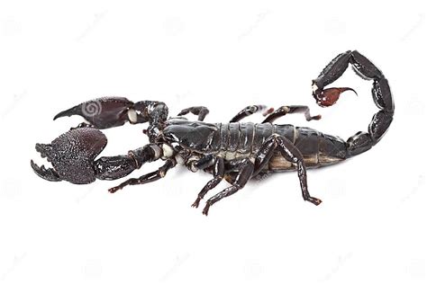 Emperor Scorpion Isolated On White Stock Image Image Of Invertebrate