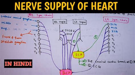 Nerve Supply Of Heart Innervation To The Heart Youtube
