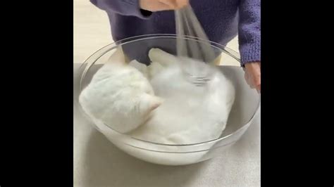 How To Cook A Cat Youtube