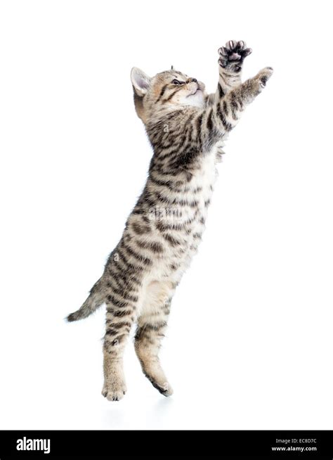 Jumping Cat Kitten Isolated On White Background Stock Photo Alamy