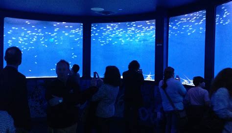 Sea Life Michigan Aquarium Opens Today In Auburn Hills Sharks