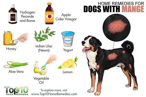 Home Remedies For Dogs With Mange Top 10 Home Remedies Dog Remedies