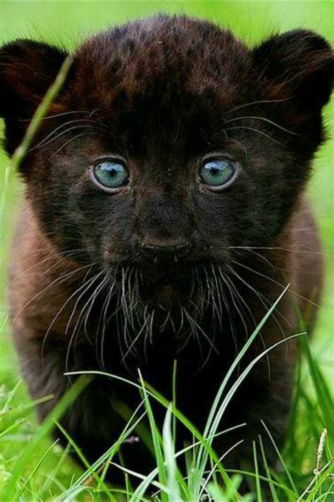 Baby Panther Panther Cub Black Panther Cat Black Cats Animals And