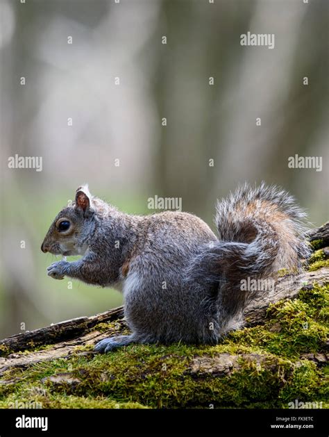Grey Squirrel Eating Whilst Sitting On A Moss Covered Log In Stanley