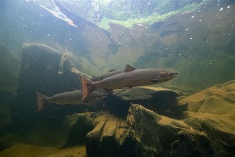Maines Atlantic Salmon On The Brink Trout Unlimited