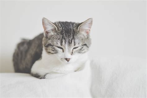 European shorthairs are known as cobby cats. Free Images : white, kitten, whiskers, vertebrate, tabby ...