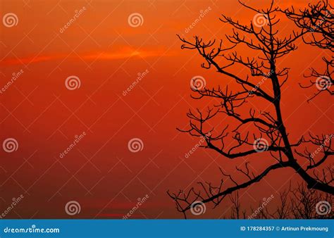 Silhouette Leafless Tree And Sunset Sky Dead Tree On Red Sunset Sky