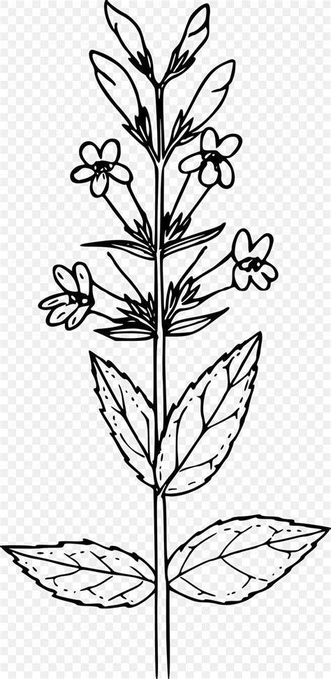 Mustard Plant Coloring Pages