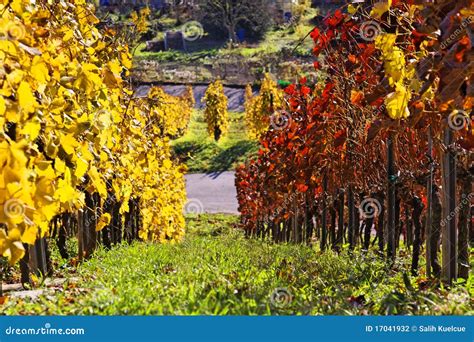Vineyard The Autumn Season Stock Photo Image Of Foliage Nature