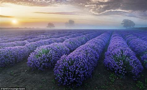 Sunrise On A Lavender Field