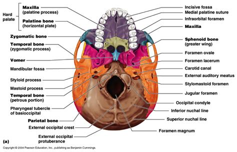 Skull Anatomy Understanding The Inferior View