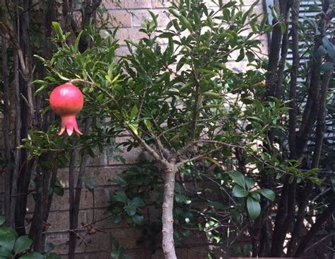 However, through traditional breeding and grafting to rootstocks, dwarf types of sweet cherry trees are now available from a number of nurseries and garden stores. 20 Dwarf Fruit Trees To Grow When Space Is Limited
