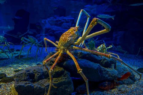 Huge Japanesse Spider Crab Inside Of The Aquarium Of Osaka In Japan