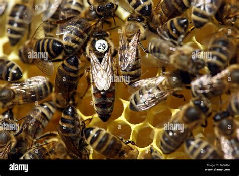Queen Honey Bee Hi Res Stock Photography And Images Alamy