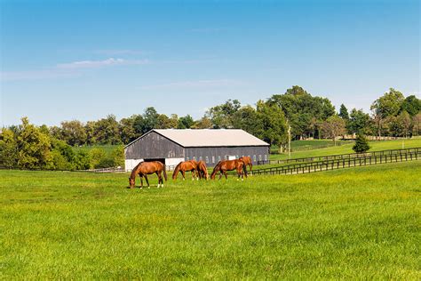 Green Pastures Of Horse Farms Country Summer Landscape Photograph By