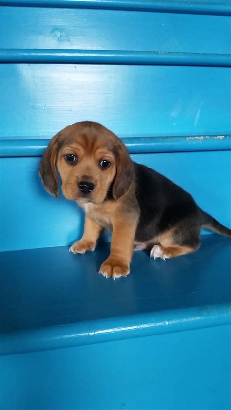 Basenjis are intelligent, inquisitive, and peppy. Beagle Puppies For Sale | Millersburg, OH #185162