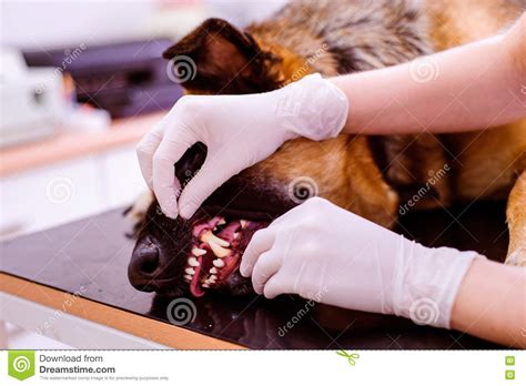 Veterinarian Examining German Shepherd Dog With Sore Mouth Stock Image