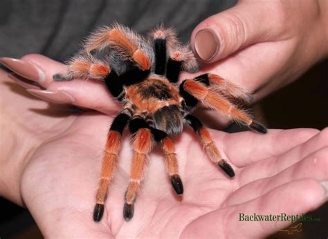 Perhaps the first question one new to tarantulas should be asking is, what is a good beginner tarantula species for me to start with? are tarantulas good pets - Backwater Reptiles Blog